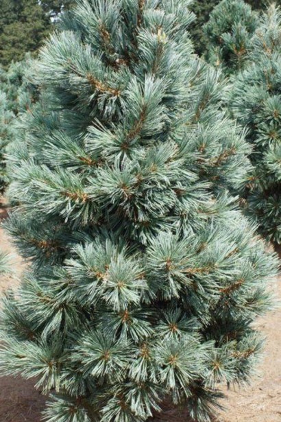 Сосна гнучка Цесаріні Блю|Pinus flexilis ’Cessarini Blue’|Сосна гибкая Цесарини Блю